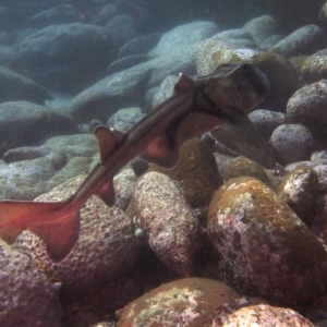 Heterodontus portusjacksoni at Merimbula, NSW - 19 Jun 2017 11:59 AM