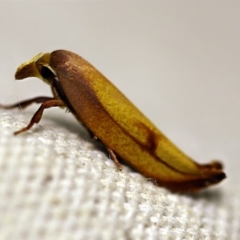 Wingia aurata at O'Connor, ACT - 18 Jan 2018 08:45 PM