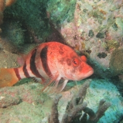 Hypoplectrodes nigroruber (Banded Seaperch) at Merimbula, NSW - 22 Jan 2017 by rickcarey