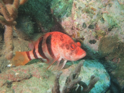 Hypoplectrodes nigroruber (Banded Seaperch) at Merimbula, NSW - 21 Jan 2017 by rickcarey