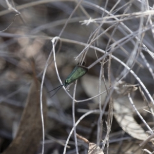 Pollanisus viridipulverulenta at Michelago, NSW - 15 Nov 2017 02:21 PM