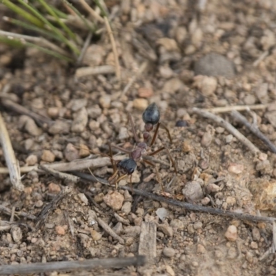 Myrmecia nigriceps (Black-headed bull ant) at Michelago, NSW - 15 Nov 2017 by Illilanga