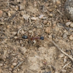 Myrmecia nigriceps at Michelago, NSW - 15 Nov 2017