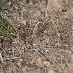 Myrmecia nigriceps at Michelago, NSW - 15 Nov 2017 03:50 PM