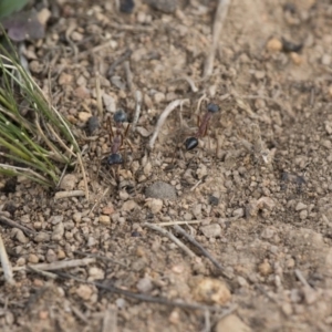 Myrmecia nigriceps at Michelago, NSW - 15 Nov 2017