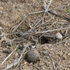 Myrmecia nigriceps at Michelago, NSW - 15 Nov 2017