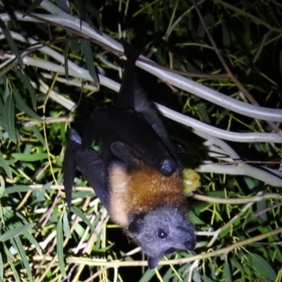 Pteropus poliocephalus (Grey-headed Flying-fox) at Kambah, ACT - 18 Jan 2018 by HelenCross