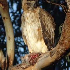 Hieraaetus morphnoides (Little Eagle) at Garran, ACT - 18 Jan 2018 by roymcd