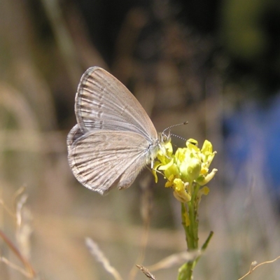 Zizina otis (Common Grass-Blue) at Pine Island to Point Hut - 18 Jan 2018 by MatthewFrawley