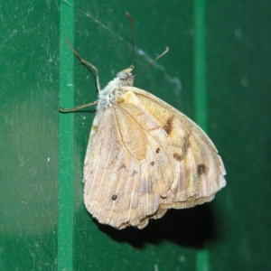 Heteronympha merope at Kambah, ACT - 19 Jan 2018 11:03 PM