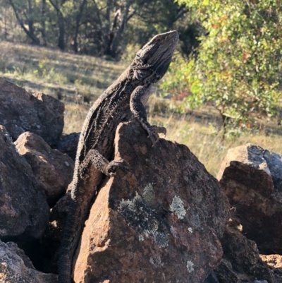 Pogona barbata (Eastern Bearded Dragon) at Mount Majura - 19 Jan 2018 by AaronClausen