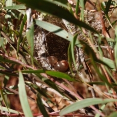 Caligavis chrysops (Yellow-faced Honeyeater) at Namadgi National Park - 15 Jan 2013 by KMcCue