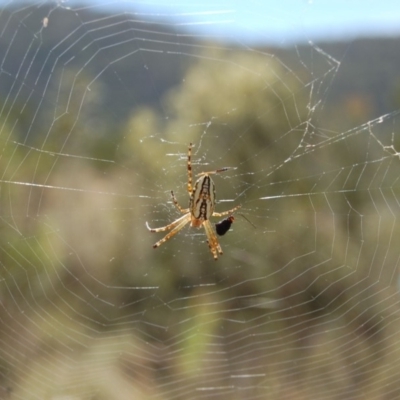 Plebs bradleyi (Enamelled spider) at Rendezvous Creek, ACT - 15 Jan 2013 by KMcCue