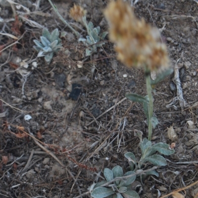 Gamochaeta sp. (Cudweed) at MTR591 at Gundaroo - 13 Jan 2018 by MaartjeSevenster