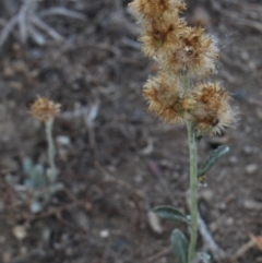 Gamochaeta sp. at MTR591 at Gundaroo - 13 Jan 2018