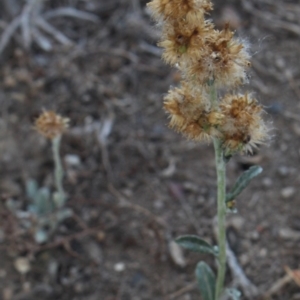 Gamochaeta sp. at MTR591 at Gundaroo - 13 Jan 2018