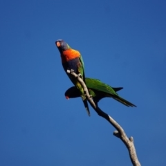 Trichoglossus moluccanus (Rainbow Lorikeet) at Cook, ACT - 20 Jan 2018 by Tammy