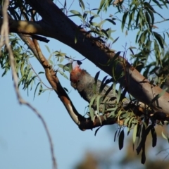 Callocephalon fimbriatum (Gang-gang Cockatoo) at Cook, ACT - 19 Jan 2018 by Tammy