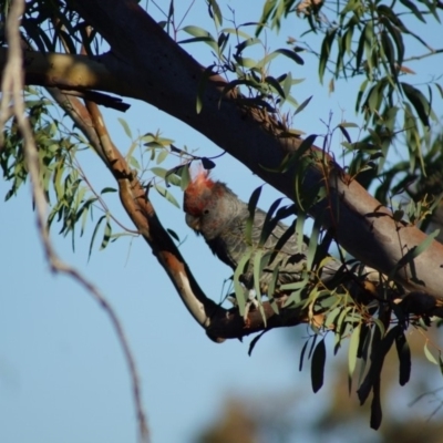 Callocephalon fimbriatum (Gang-gang Cockatoo) at Cook, ACT - 19 Jan 2018 by Tammy