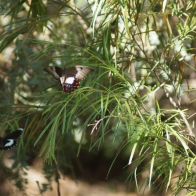 Papilio aegeus (Orchard Swallowtail, Large Citrus Butterfly) at Cook, ACT - 19 Jan 2018 by Tammy