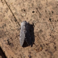 Destolmia lineata (Streaked Notodontid Moth) at Cook, ACT - 19 Jan 2018 by Tammy