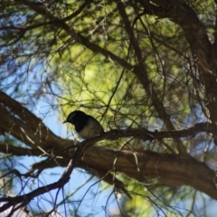 Malurus cyaneus (Superb Fairywren) at Cook, ACT - 19 Jan 2018 by Tammy