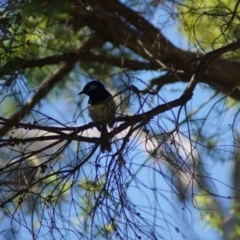 Malurus cyaneus at Cook, ACT - 20 Jan 2018 09:53 AM