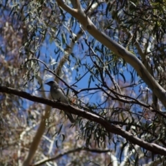 Coracina novaehollandiae (Black-faced Cuckooshrike) at Parkes, ACT - 17 Jan 2018 by Tammy