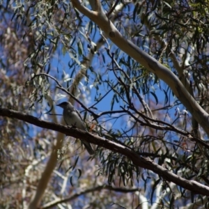 Coracina novaehollandiae at Parkes, ACT - 17 Jan 2018