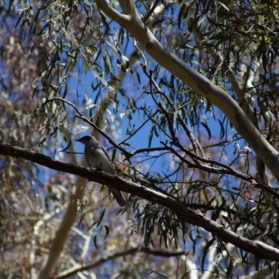 Coracina novaehollandiae (Black-faced Cuckooshrike) at Parkes, ACT - 17 Jan 2018 by Tammy