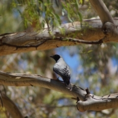 Coracina novaehollandiae at Parkes, ACT - 17 Jan 2018