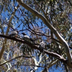 Coracina novaehollandiae at Parkes, ACT - 17 Jan 2018