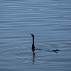 Anhinga novaehollandiae (Australasian Darter) at Lake Burley Griffin Central/East - 17 Jan 2018 by Tammy