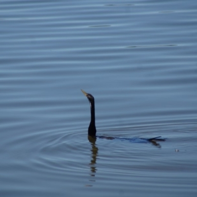 Anhinga novaehollandiae (Australasian Darter) at Barton, ACT - 17 Jan 2018 by Tammy