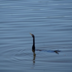 Anhinga novaehollandiae at Barton, ACT - 17 Jan 2018