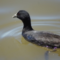 Fulica atra (Eurasian Coot) at Barton, ACT - 17 Jan 2018 by Tammy