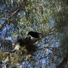 Strepera graculina (Pied Currawong) at Parkes, ACT - 1 Nov 2017 by Tammy