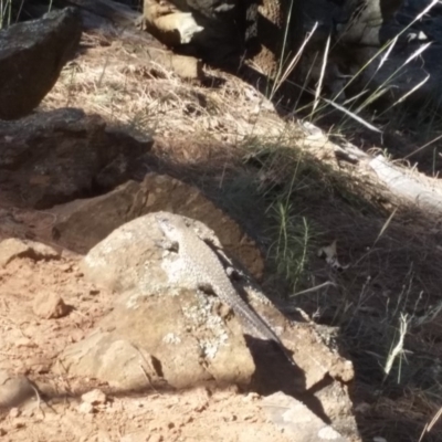 Egernia cunninghami (Cunningham's Skink) at Hackett, ACT - 20 Jan 2018 by NickDaines