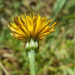 Leontodon saxatilis (Lesser Hawkbit, Hairy Hawkbit) at Mount Mugga Mugga - 19 Jan 2018 by Mike