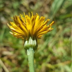 Leontodon saxatilis at O'Malley, ACT - 20 Jan 2018