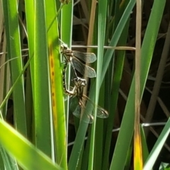 Synthemis eustalacta (Swamp Tigertail) at Mount Mugga Mugga - 19 Jan 2018 by Mike