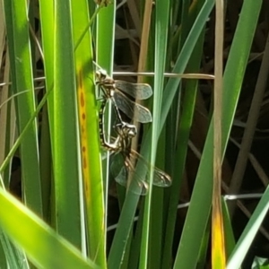 Synthemis eustalacta at O'Malley, ACT - 20 Jan 2018