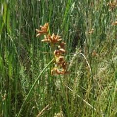 Schoenoplectus tabernaemontani (River Club-rush) at O'Malley, ACT - 20 Jan 2018 by Mike