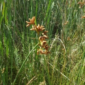 Schoenoplectus tabernaemontani at O'Malley, ACT - 20 Jan 2018 10:04 AM