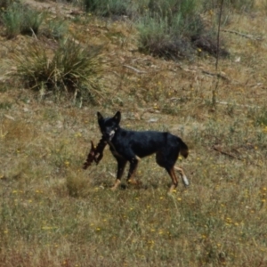 Canis lupus at Rendezvous Creek, ACT - 15 Jan 2013
