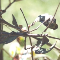 Phasmatodea (order) (Unidentified stick insect) at Rendezvous Creek, ACT - 12 Oct 2013 by KMcCue