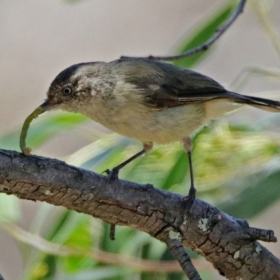 Acanthiza reguloides (Buff-rumped Thornbill) at Black Mountain - 17 Jan 2018 by RodDeb