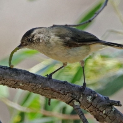 Acanthiza reguloides (Buff-rumped Thornbill) at Acton, ACT - 17 Jan 2018 by RodDeb