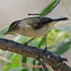 Acanthiza reguloides at Acton, ACT - 17 Jan 2018