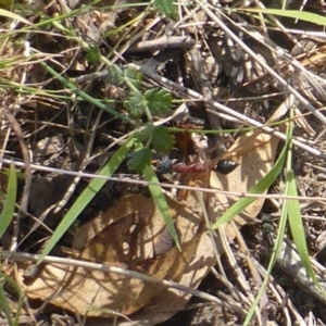 Myrmecia nigriceps at O'Malley, ACT - 20 Jan 2018